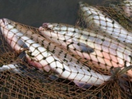 За один день рыбинспекторы Херсонской области изъяли у браконьеров более 200 кг рыбы