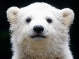 В Китае 500 тыс человек подписали петицию в помощь полярному медведю