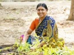 В Индии жители высадили 50 миллионов деревьев всего за 24 часа