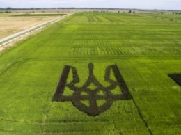 Гигантский тризуб из риса попал в Книгу рекордов Украины