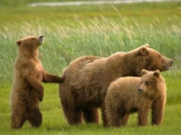 Медведица со своим выводком напала в Якутии на заводских рабочих