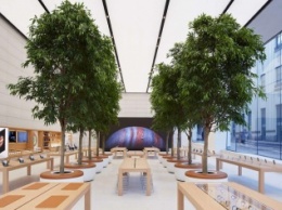 Apple запатентовала идею деревьев, используемых для украшения интерьера Apple Store