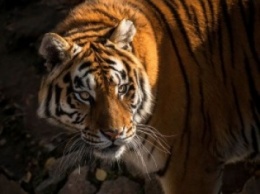 В сафари-парке Бадалин под Пекином тигры загрызли туристку