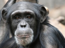 ВИЧ шимпанзе опасен для человека - Ученые