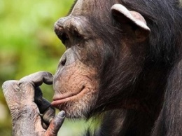 Ученые: ВИЧ может передаваться человеку от шимпанзе