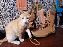 Полосатый разведчик: боец АТО показал фронтового котенка (фото, видео)