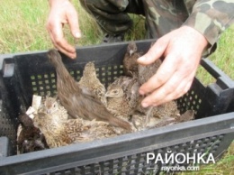 В охотничьих угодьях Запорожского региона поселилось 200 фазанов (ФОТО)