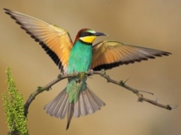 В районе Перми замечены теплолюбивые виды птиц
