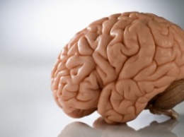 Ученые: К развитию психических расстройств уязвим мозг больших размеров