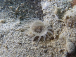 Ученые открыли новый вид кораллов-одиночек