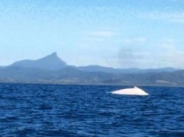 Совсем белый. К берегам Австралии приплыл кит-альбинос