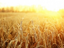 Григоренко: Уборочная зерновых идет с опережением графика
