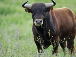 В Ленинградской области бык забодал хозяина до смерти