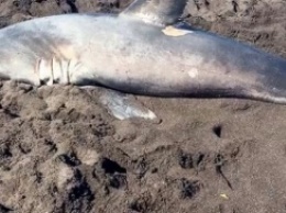 Большая акула распугала людей на пляже Камчатки