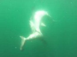 Морской бой двух хищных акул. Уникальные кадры