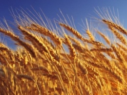 Украина может потеснить Россию на рынке зерна