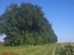 У Кабмина и Верховной рады Черниговская область требует спасти лесополосы