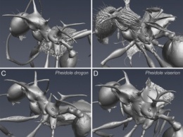 В Новой Гвинее нашли два вида иглобрюхих муравьев