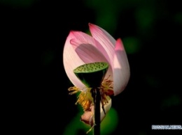 13 га незапятнанности: в Восточном Китае пышно цветут лотосы