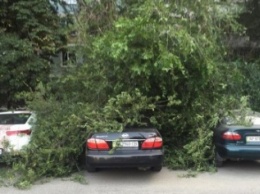 В Запорожье дерево упало на припаркованные у дома автомобили, - ФОТО