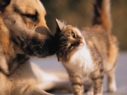 9 новых правил для владельцев котов и собак в Крыму