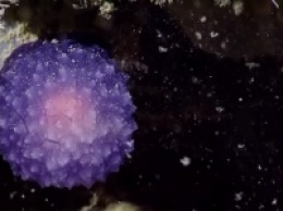 Ученые обнаружили загадочный фиолетовый шар на дне океана