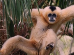 В зоопарке «Ялты-Интурист» Анастасия Волочкова интересовалась у обезьян, могут ли они делать шпагат
