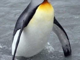 Сбежавший пингвин из Тбилисского зоопарка доплыл до Азербайджана