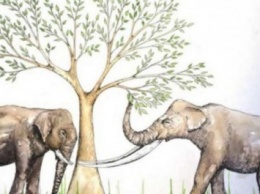 Ученые: Изношенные зубы рассказали о питании древних слонов