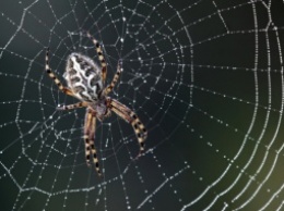 Удивительные свойства паутины продолжают удивлять ученых