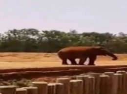 Ужас в зоопарке Марокко: слон убил девочку, бросив ей в голову камень (видео)