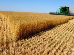 На Херсонщине намолотили уже 1,8 млн тонн зерновых
