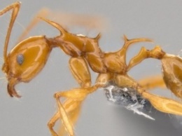 Ученые назвали муравьев в честь драконов из "Игры Престолов"