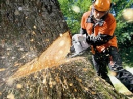 Чтобы спилить дерево в Кременчуге, нужно доказать, что оно действительно аварийное