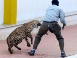 В Индии на деревню напал леопард