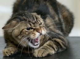 В Херсонской области на егеря напал бешеный кот