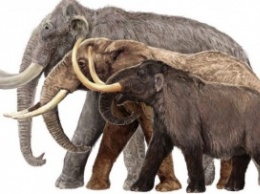 Ученые узнали, чем питались родственники слонов 2 млн лет назад