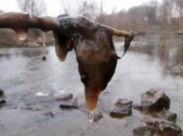 На Житомирщине очистят реки, изгаженные загадочным клеем