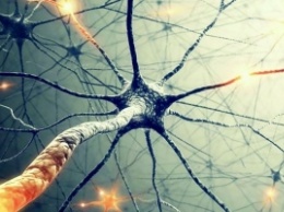 Появление новых нейронов в мозгу человека находиться под вопросом