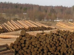 Суд конфисковал первые два вагона с лесом, которые "застряли" в Закарпатской области