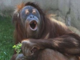 Орангутанг, который может заговорить, удивил ученых