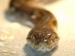 В московской многоэтажке обнаружили змею