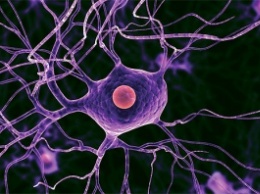 Образование новых нейронов в головном мозге взрослого человека находится под вопросом