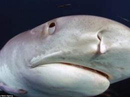Улыбка, которая говорит: «Я б тебя съел». Фотограф-экстремал сделал портреты белых акул