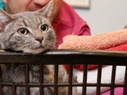 В Великобритании в стиральной машине случайно постирали кота-подростка - Бобби выжил