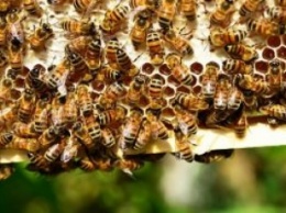 Чехия: Пчелы следят за качеством чешского аэропорта