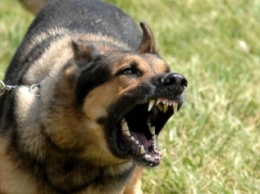 В Кривом Роге мужчина толкал полицейских и угрожал им своей собакой