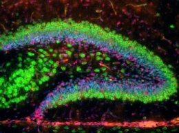 Ученые нашли ответственный за развитие болезни двигательного нейрона ген