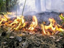 Лес горел на украинско-белорусской границе