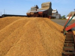 Половину урожая зерновых на Черниговщине уже собрали - в закромах более 600 тысяч тонн зерна